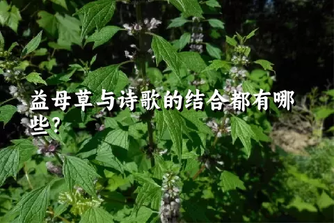 益母草与诗歌的结合都有哪些？