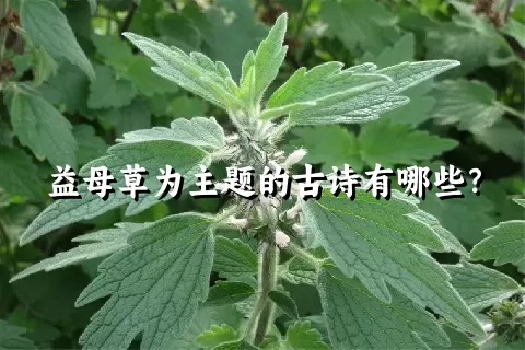 益母草为主题的古诗有哪些？