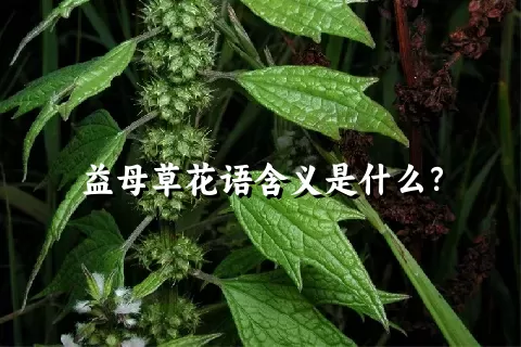 益母草花语含义是什么？