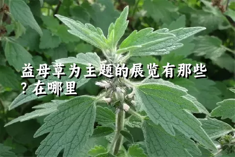 益母草为主题的展览有那些？在哪里