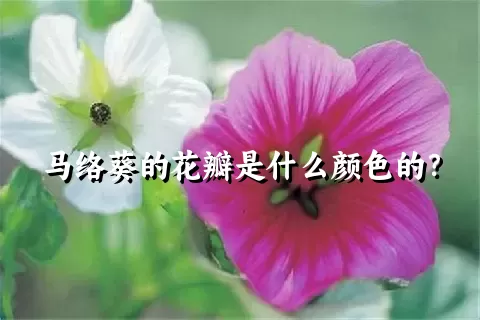 马络葵的花瓣是什么颜色的？