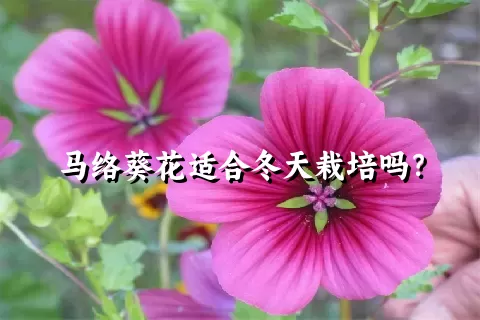 马络葵花适合冬天栽培吗？