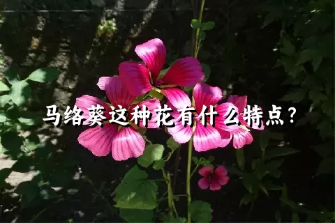 马络葵这种花有什么特点？