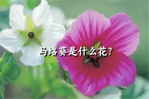 马络葵是什么花？