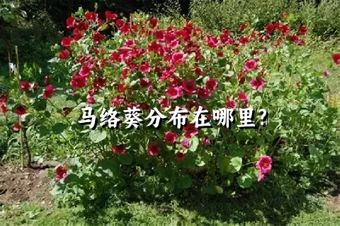 马络葵分布在哪里?