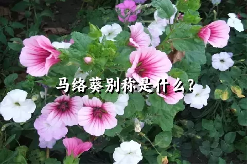 马络葵别称是什么？