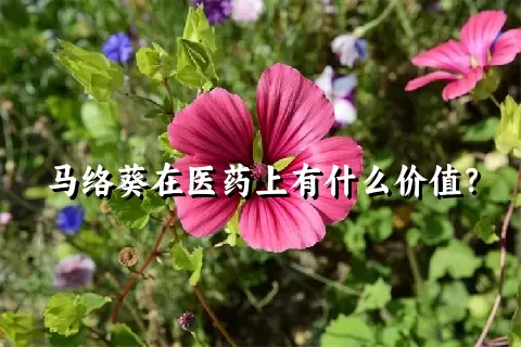 马络葵在医药上有什么价值？