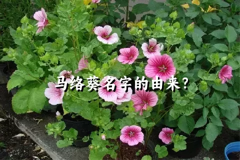 马络葵名字的由来？