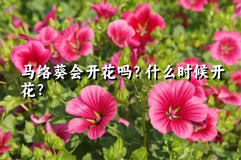 马络葵会开花吗？什么时候开花？