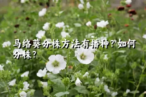 马络葵分株方法有播种？如何分株？