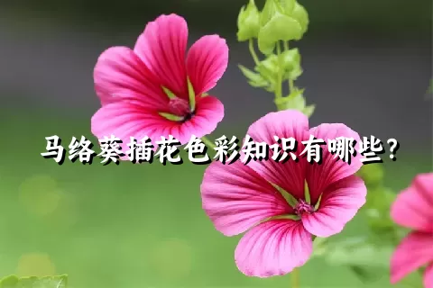 马络葵插花色彩知识有哪些？