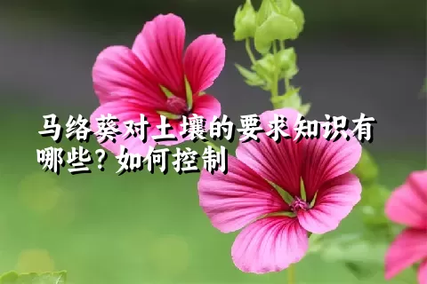 马络葵对土壤的要求知识有哪些？如何控制