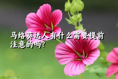 马络葵送人有什么需要提前注意的吗？