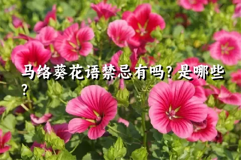 马络葵花语禁忌有吗？是哪些？