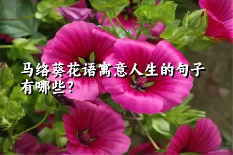 马络葵花语寓意人生的句子有哪些？