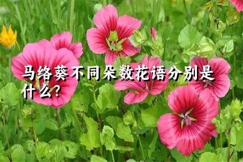 马络葵不同朵数花语分别是什么？