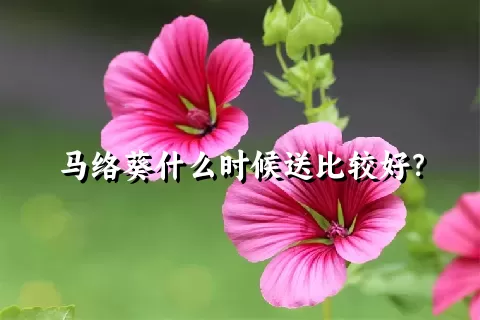 马络葵什么时候送比较好？