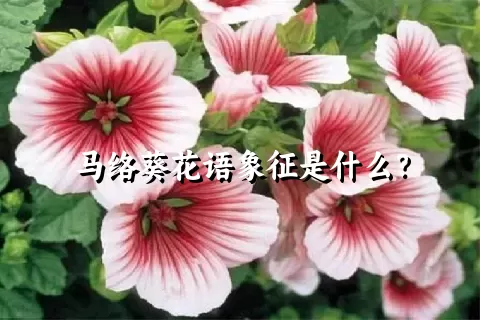 马络葵花语象征是什么？