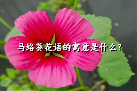 马络葵花语的寓意是什么？