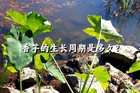 香芋的生长周期是多久？