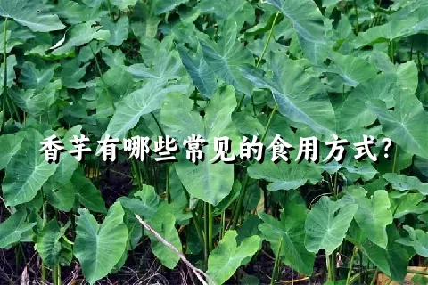 香芋有哪些常见的食用方式？