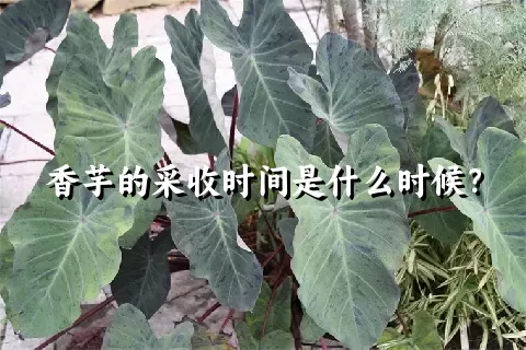 香芋的采收时间是什么时候？