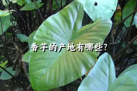 香芋的产地有哪些？