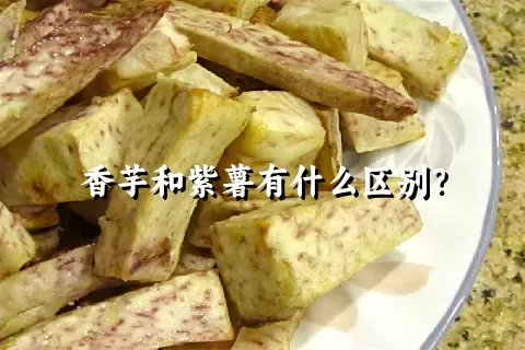 香芋和紫薯有什么区别？