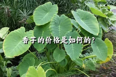 香芋的价格是如何的？