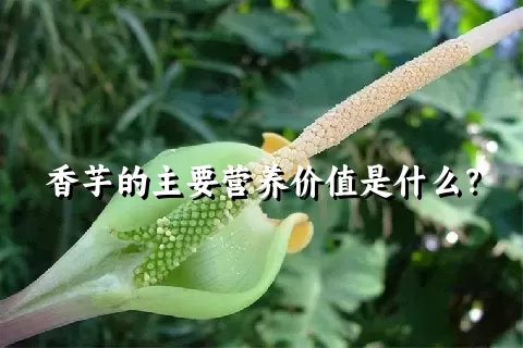 香芋的主要营养价值是什么？