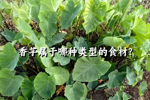 香芋属于哪种类型的食材？