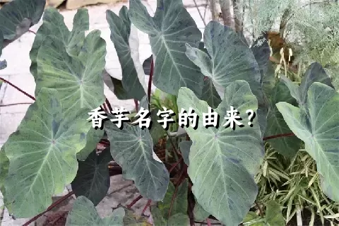 香芋名字的由来？