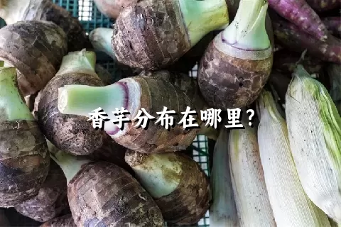 香芋分布在哪里?