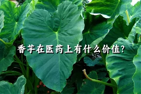 香芋在医药上有什么价值？