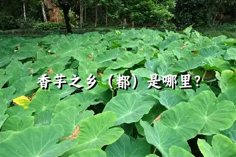 香芋之乡（都）是哪里？