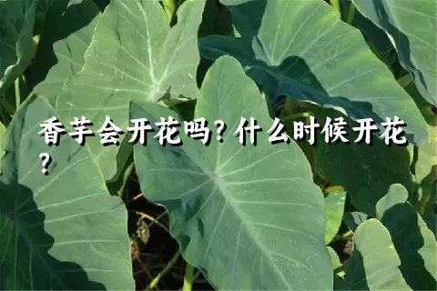 香芋会开花吗？什么时候开花？