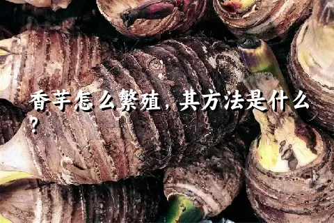 香芋怎么繁殖，其方法是什么？