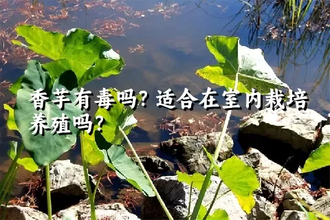 香芋有毒吗？适合在室内栽培养殖吗？