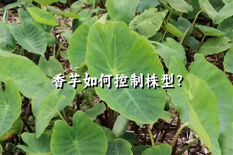 香芋如何控制株型？