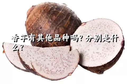 香芋有其他品种吗？分别是什么？