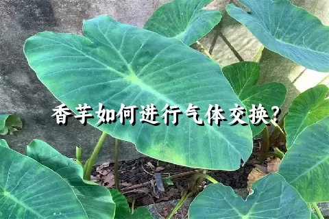 香芋如何进行气体交换？