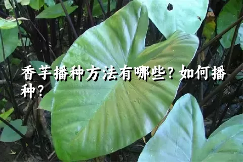 香芋播种方法有哪些？如何播种？