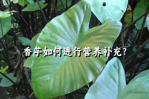 香芋如何进行营养补充？