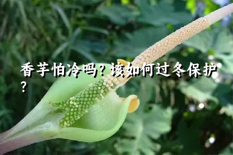 香芋怕冷吗？该如何过冬保护？