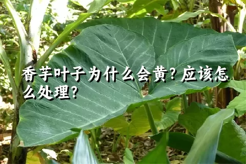 香芋叶子为什么会黄？应该怎么处理？