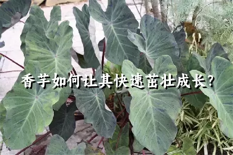 香芋如何让其快速茁壮成长？