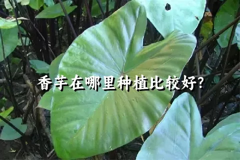 香芋在哪里种植比较好？