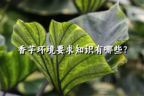 香芋环境要求知识有哪些？