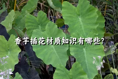 香芋插花材质知识有哪些？