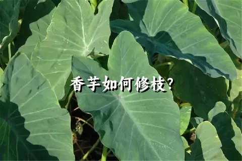 香芋如何修枝？